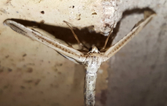 Meskea dyspteraria