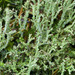 Many-forked Cladonia - Photo (c) wanderflechten, some rights reserved (CC BY-NC-ND)