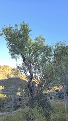 Corymbia opaca, photograph (c) Petra Holland, some rights reserved (CC BY)
