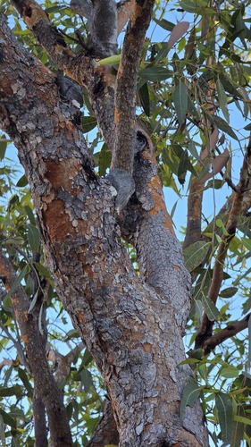 Corymbia opaca, photograph 3