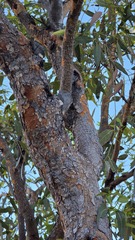 Corymbia opaca, photograph (c) Petra Holland, some rights reserved (CC BY)