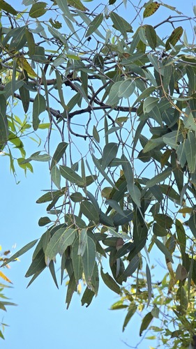 Corymbia opaca