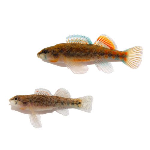 Shawnee Darter