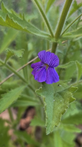 Stemodia florulenta, photograph 6