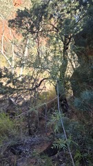 Pandorea doratoxylon, photograph (c) Petra Holland, some rights reserved (CC BY)