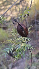 Pandorea doratoxylon