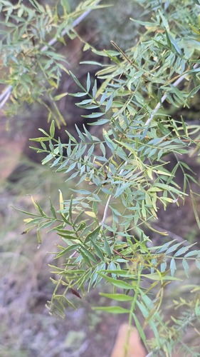 Pandorea doratoxylon, photograph 3