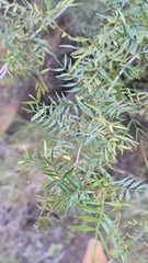 Pandorea doratoxylon, photograph (c) Petra Holland, some rights reserved (CC BY)