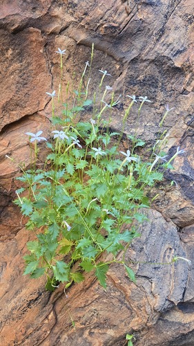 Lithotoma petraea, photograph 5