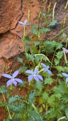 Lithotoma petraea, photograph (c) Petra Holland, some rights reserved (CC BY)