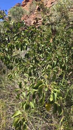 Clerodendrum floribundum, photograph 2