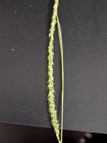 Setaria leucopila, photograph 5