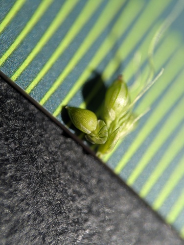 Setaria leucopila, photograph 6