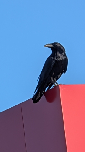 Common Raven