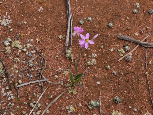 Schoenia cassiniana, photograph 2
