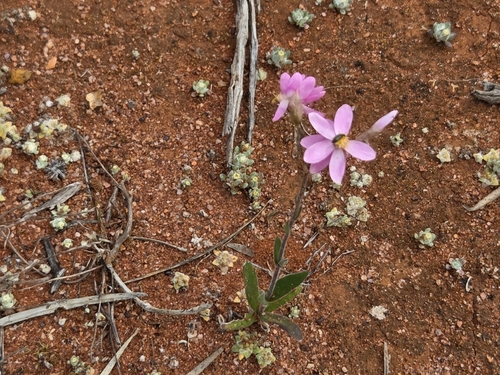 Schoenia cassiniana, photograph 3