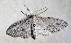 Pimaphera sparsaria