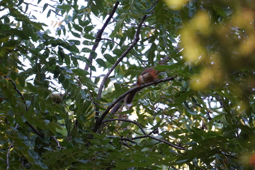 American Red Squirrel