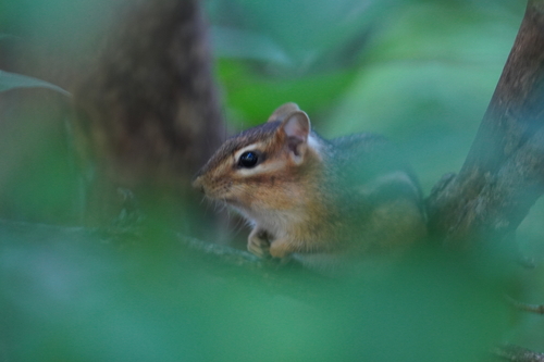 Eastern Chipmunk