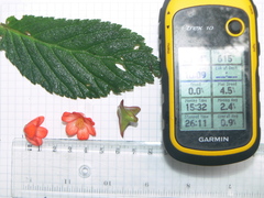 Begonia longirostris