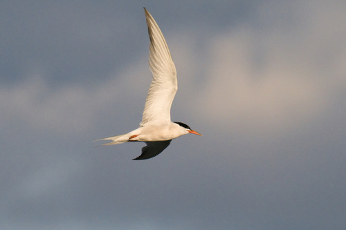 iNaturalist image
