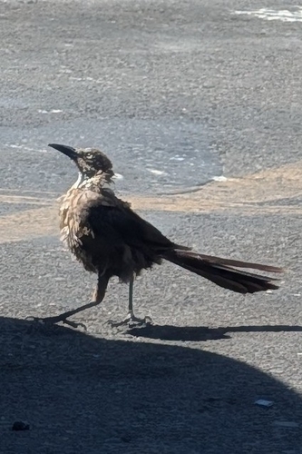 Great-tailed Grackle