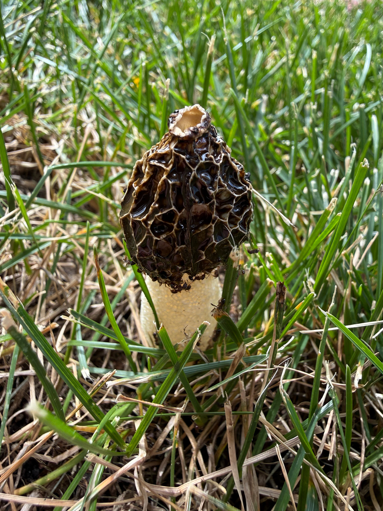 dune stinkhorn · September 2026 · photo: Photo: (c) Tanner Barnharst, some rights reserved (CC BY) · iNaturalist
