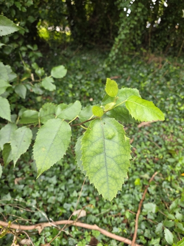 Hoheria populnea, photograph 1