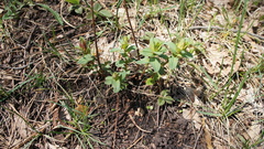 Hypericum maculatum