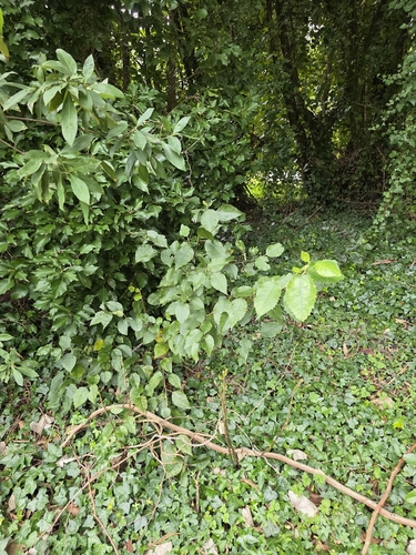 Hoheria populnea, photograph 2
