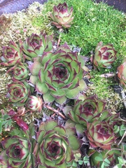 Sempervivum