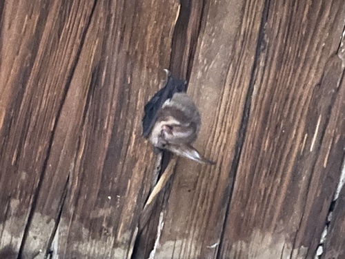 Townsend's Big-eared Bat