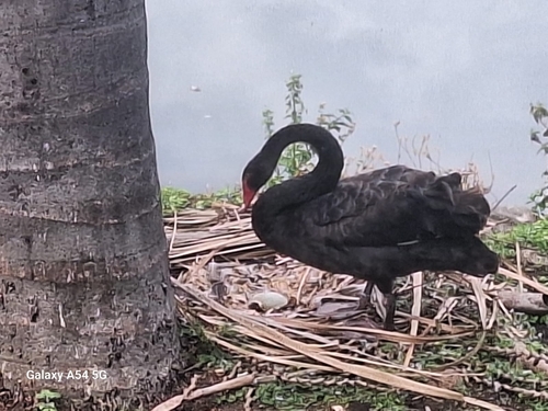 iNaturalist image