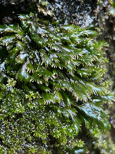 Fissidens grandifrons observed 2026-09-02