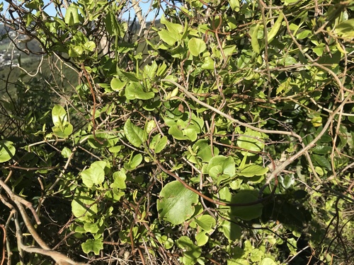 Muehlenbeckia australis, photograph 3