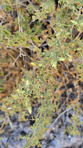 Brickellia microphylla, 2026-09-08