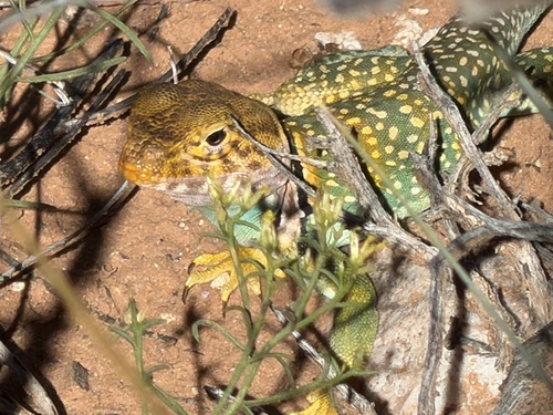 Eastern Collared Lizard