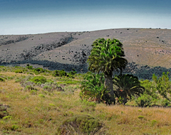 Encephalartos longifolius