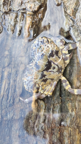 Redfinger Rubble Crab