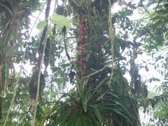Guzmania lehmanniana
