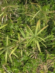 Cyperus albostriatus, photograph author not stated, no rights reserved