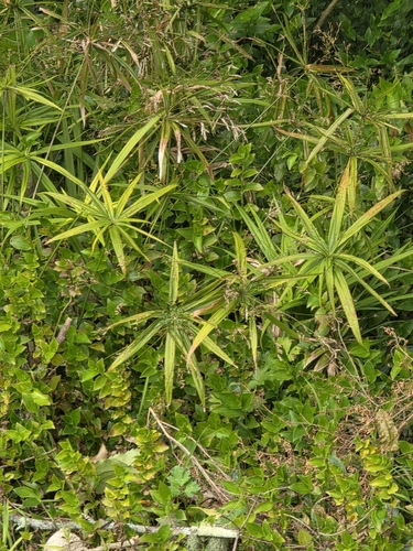 Cyperus albostriatus, photograph 3