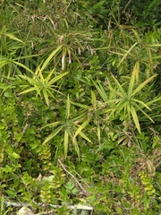 Cyperus albostriatus, photograph author not stated, no rights reserved
