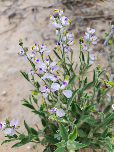 Hebecarpa barbeyana