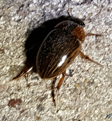 Tropisternus collaris