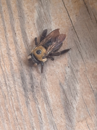 Eastern Carpenter Bee