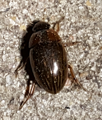 Tropisternus collaris