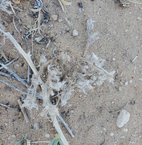 Thicksepal Cryptantha
