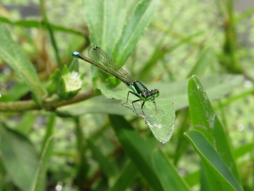 Black-fronted Forktail