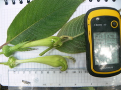 Centropogon nigricans